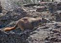 Marmota flaviventris